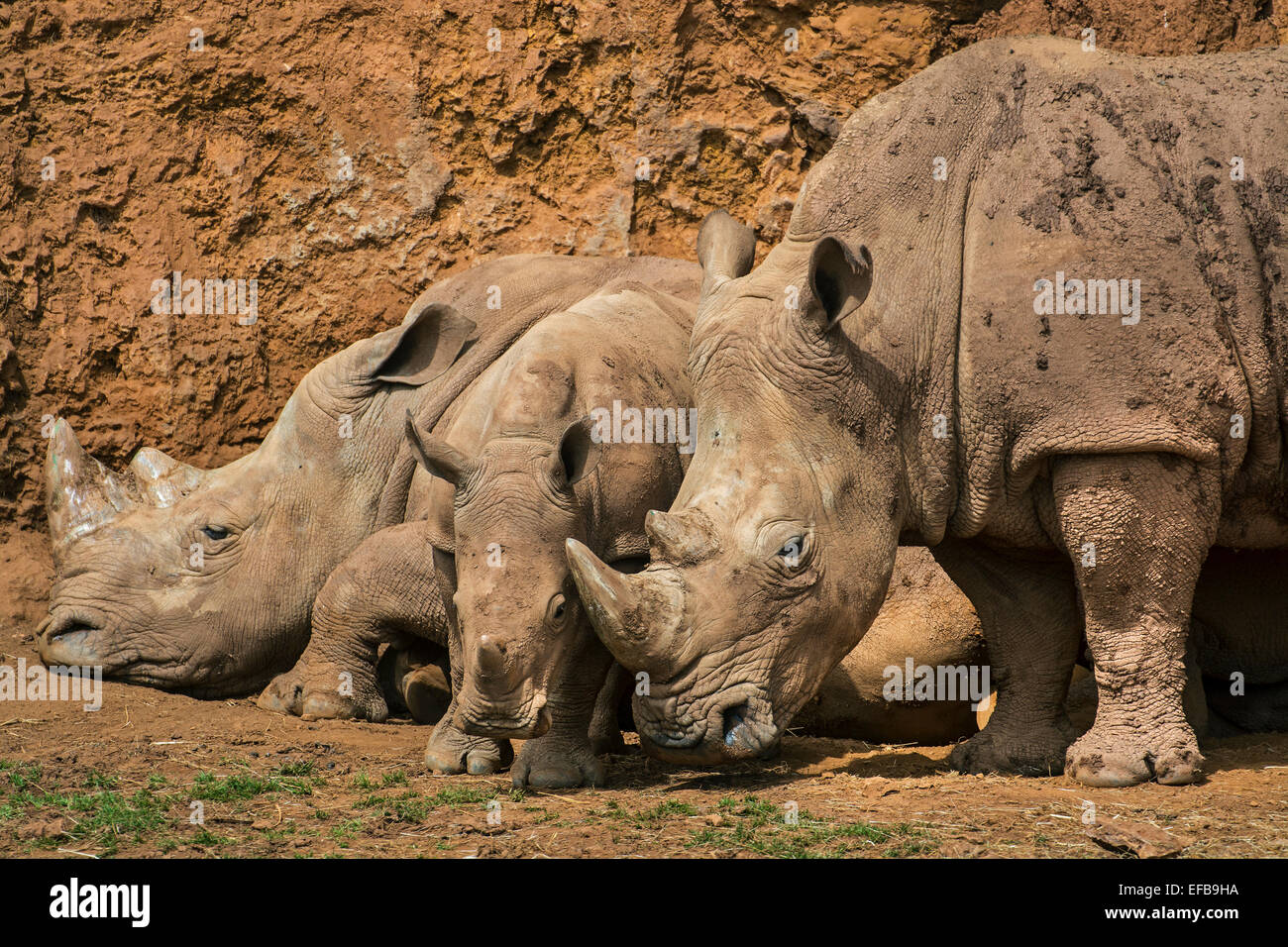 White Rhino / Square-lipped rhinoceros (Ceratotherium simum) Groupe de famille montrant des hommes, des femmes et de repos de veau Banque D'Images