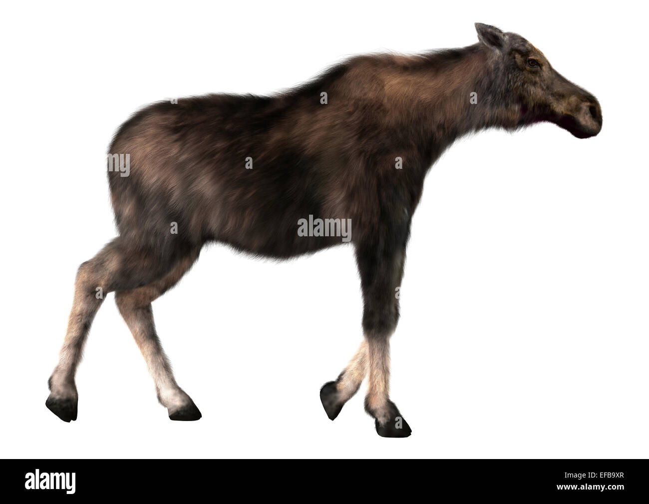 Numérique 3D render of a female moose (Amérique du Nord) ou l'élan d'Eurasie (Europe), ou d'Alces alces, isolé sur fond blanc Banque D'Images