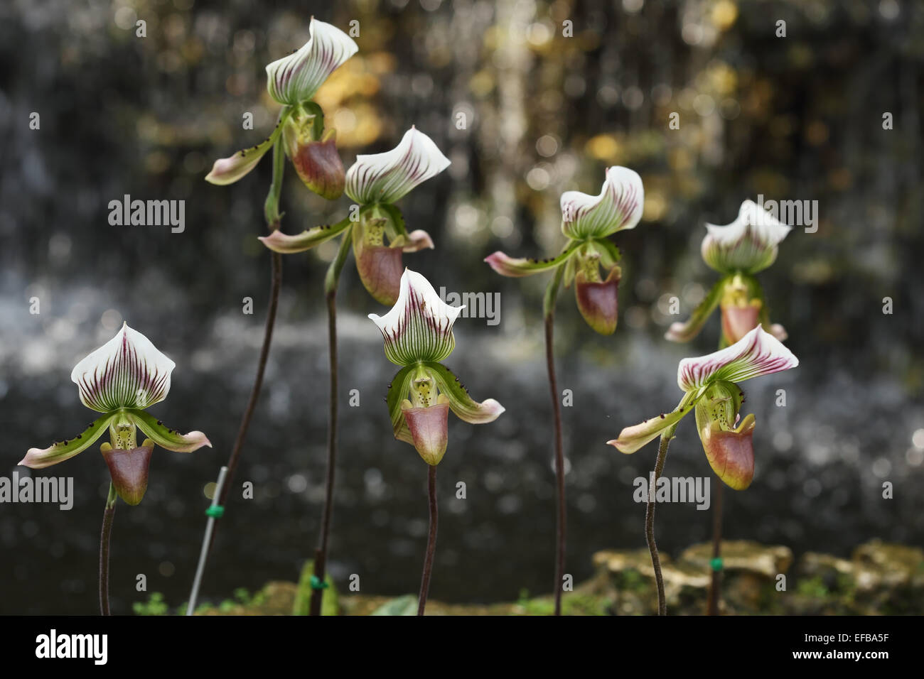 Orchidées Paphiopedilum Lady Slipper dans le jardin Banque D'Images