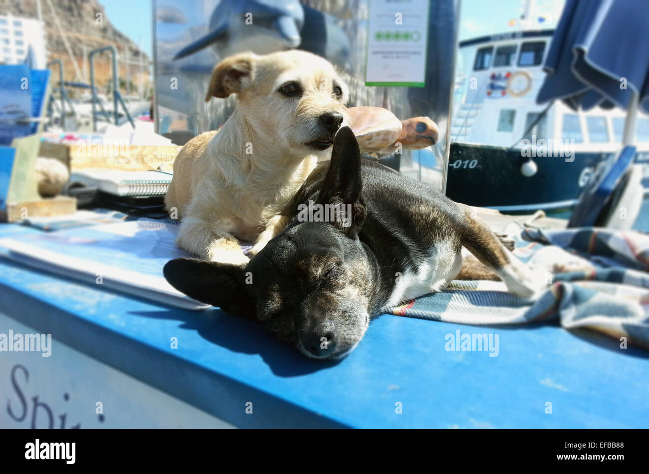 Deux petits chiens au repos dans le soleil espagnol. Banque D'Images