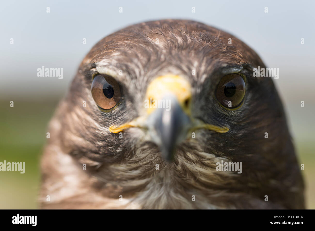 Eurasienne commune Buzzard. (Buteo buteo). Banque D'Images