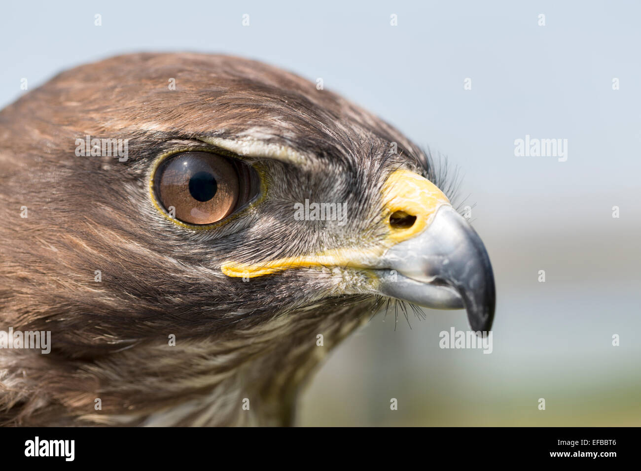 Eurasienne commune Buzzard. (Buteo buteo). Banque D'Images