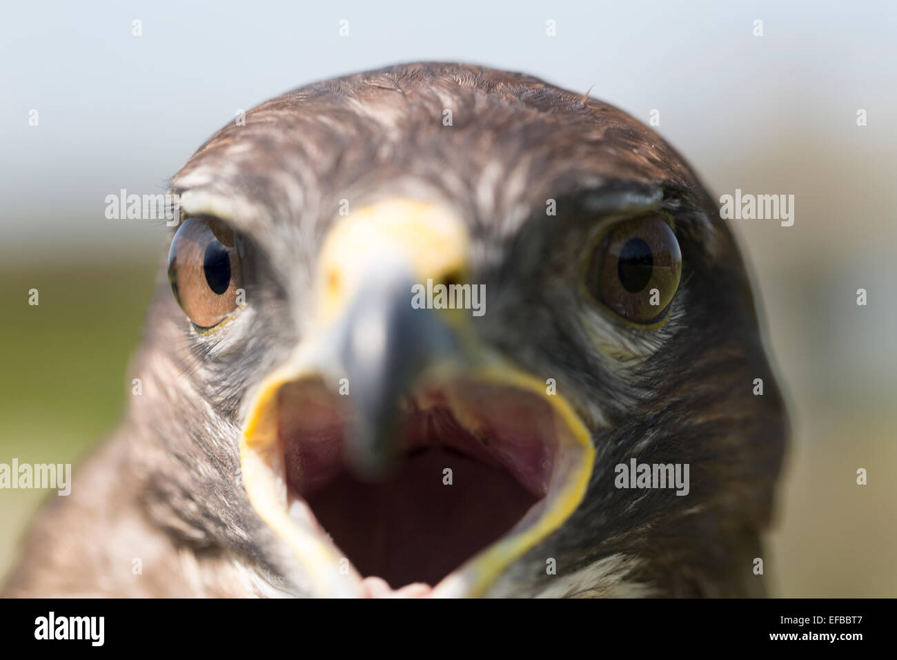Eurasienne commune Buzzard. (Buteo buteo). Banque D'Images