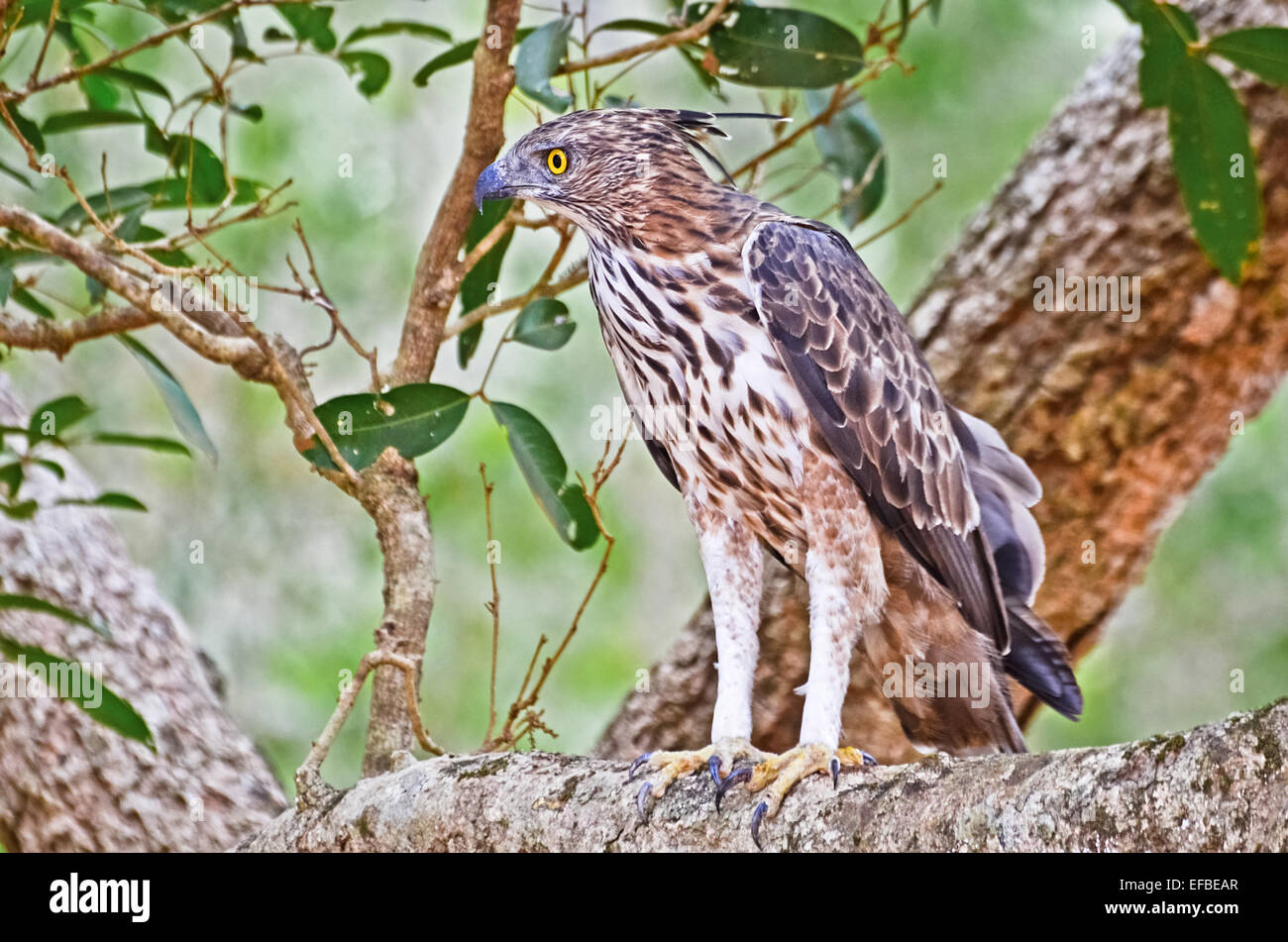 Crested Eagle Hawk au parc national Wilpattu, Sri Lanka Banque D'Images