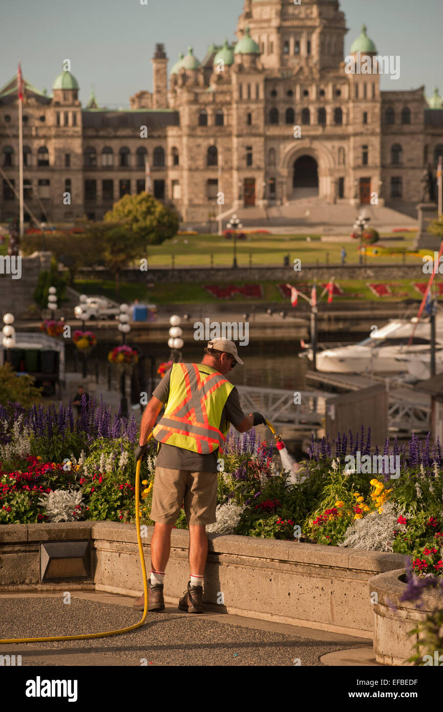 Entretien jardin travailleur fournit un matin tôt à l'arrosage des bacs à fleurs à l'arrière-port de Victoria, en Colombie-Britannique. Banque D'Images