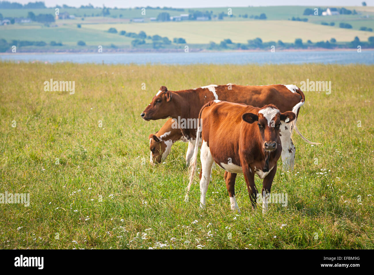 Trois vaches Ayrshire le pâturage dans le domaine de la Prince Edward Island, Canada Banque D'Images