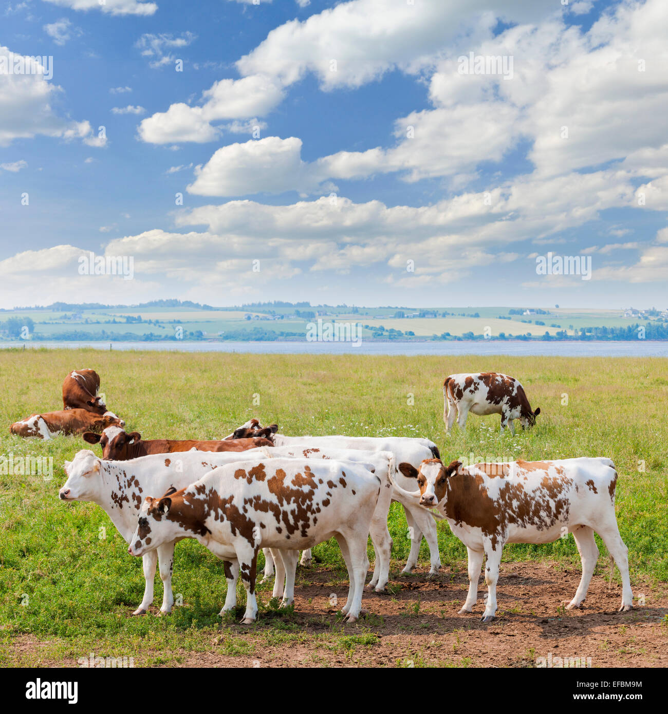 Troupeau de vaches Ayrshire de pâturage sur l'herbe fraîche dans la ville pittoresque de prairie au Prince Edward Island, Canada. Banque D'Images