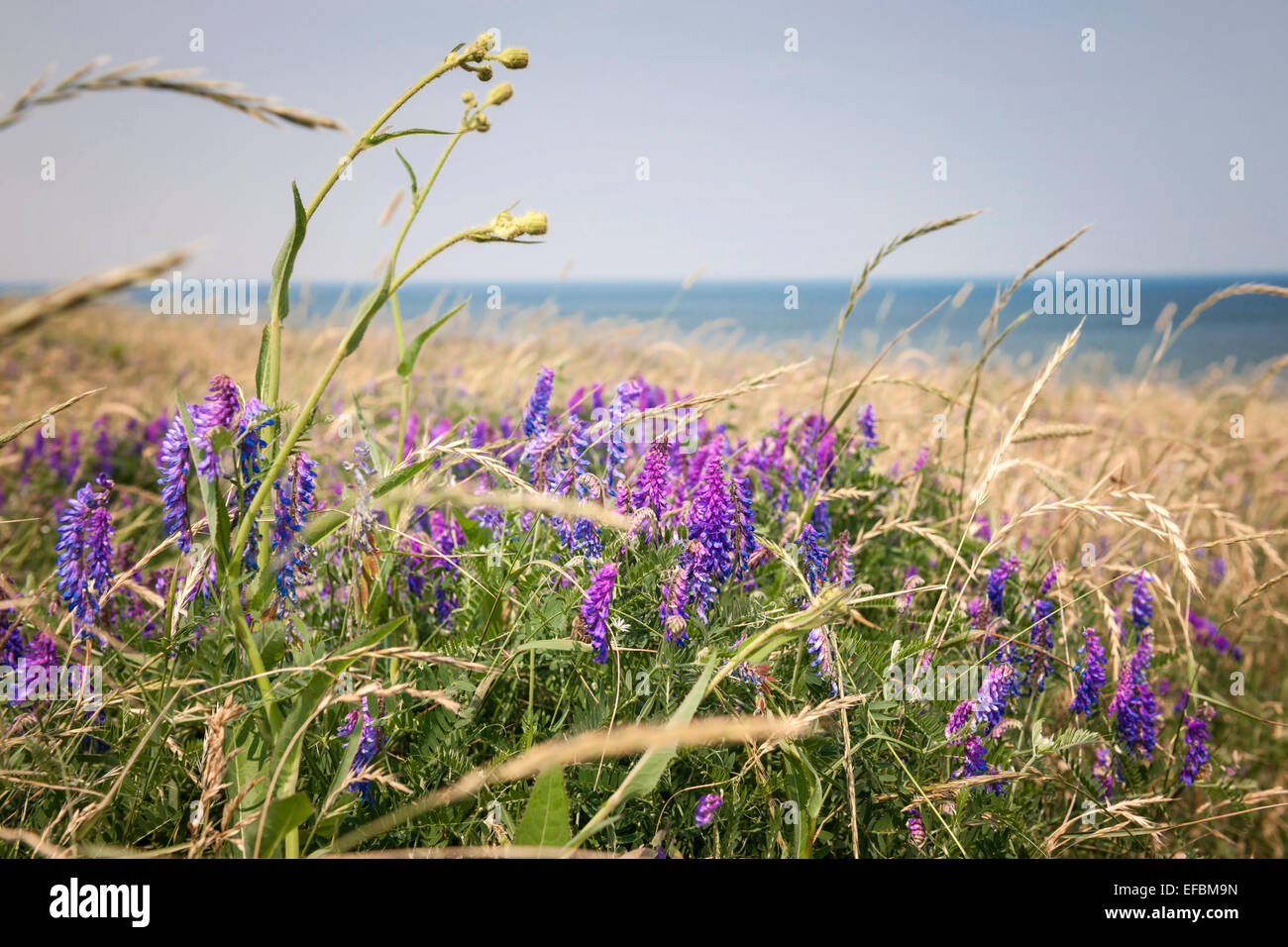 Fleurs et les herbes sur la rive de l'océan Atlantique de l'Île du Prince Édouard, Canada. Banque D'Images