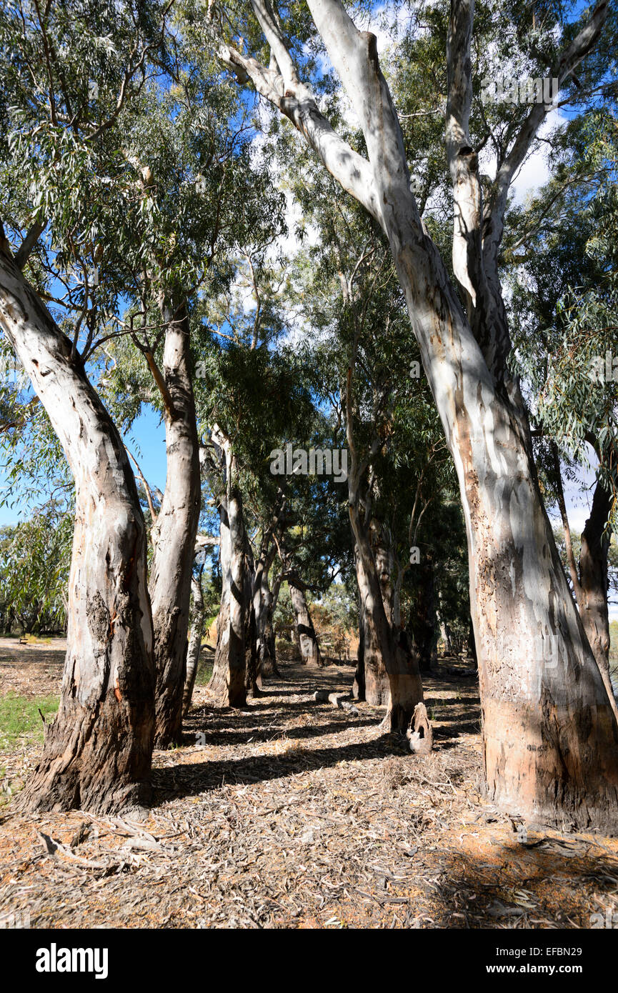 River Red Gums, Hattah Kulkyne National Park, Victoria, Victoria, Australie Banque D'Images