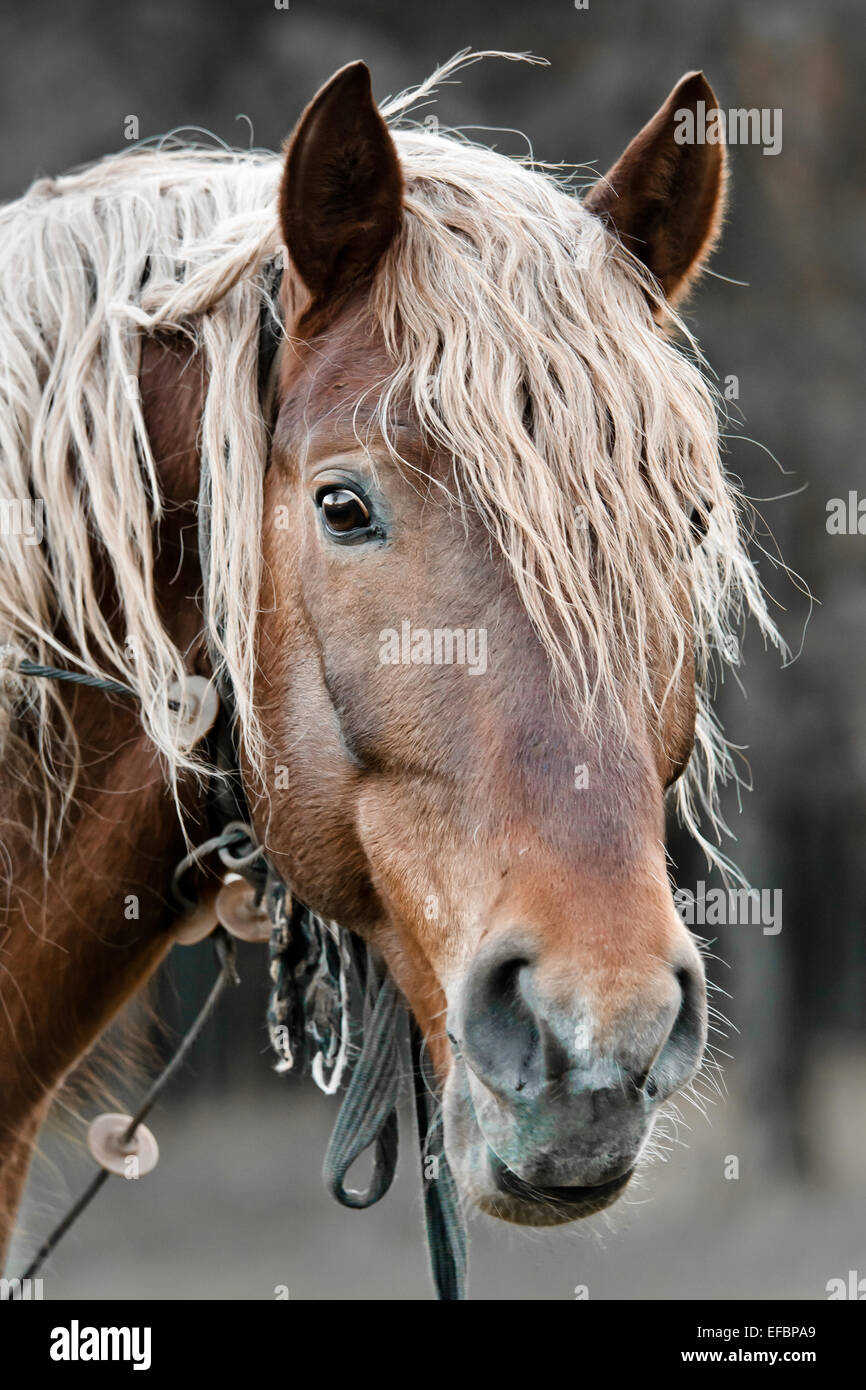 beau cheval Banque D'Images