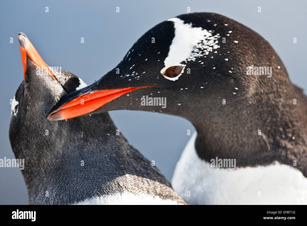 Deux pingouins dans l'Antarctique Banque D'Images