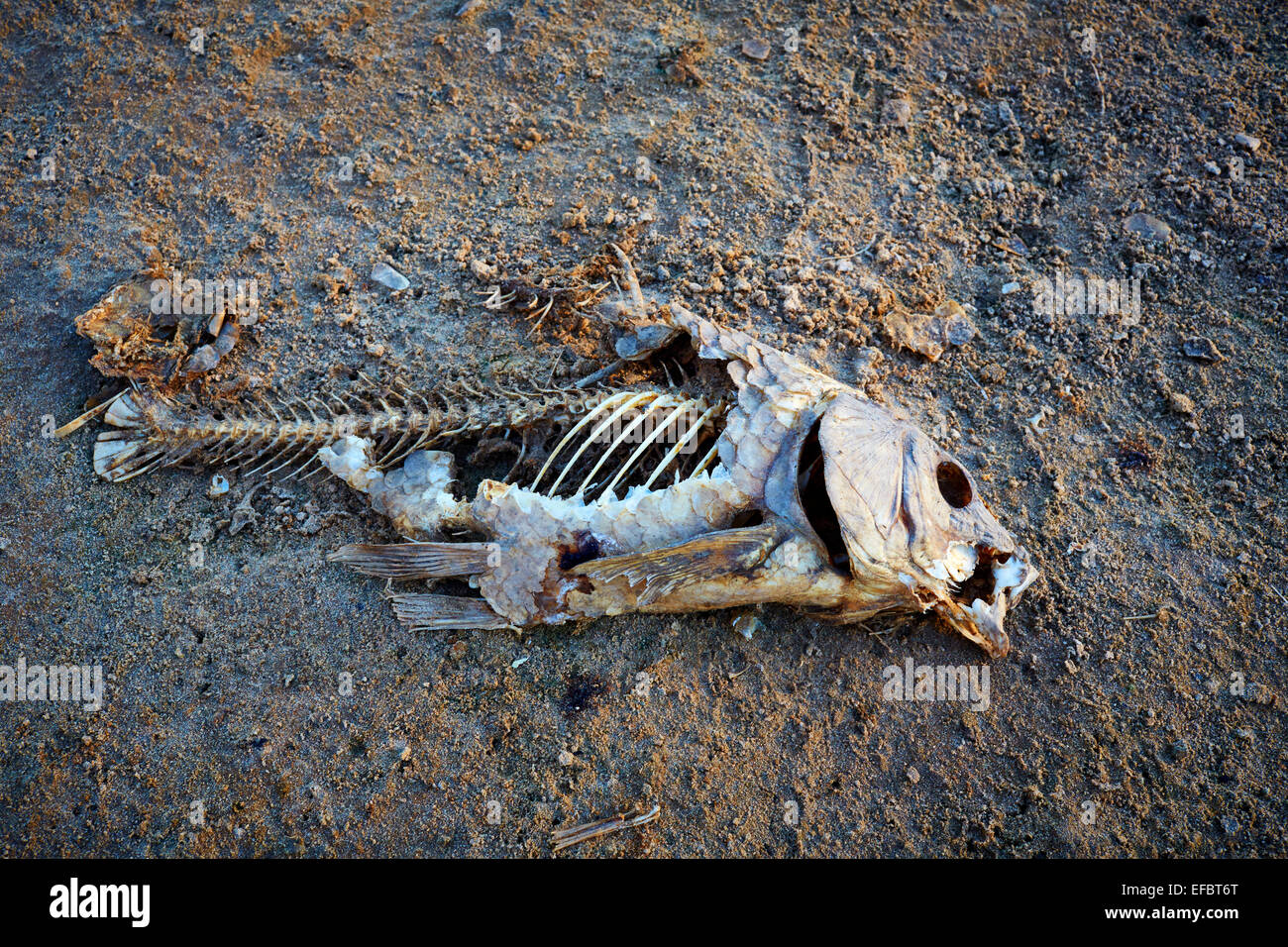 Cyprinus carpio, Européenne en décomposition, les Carpes du Bassin Murray Darling, Australie Banque D'Images