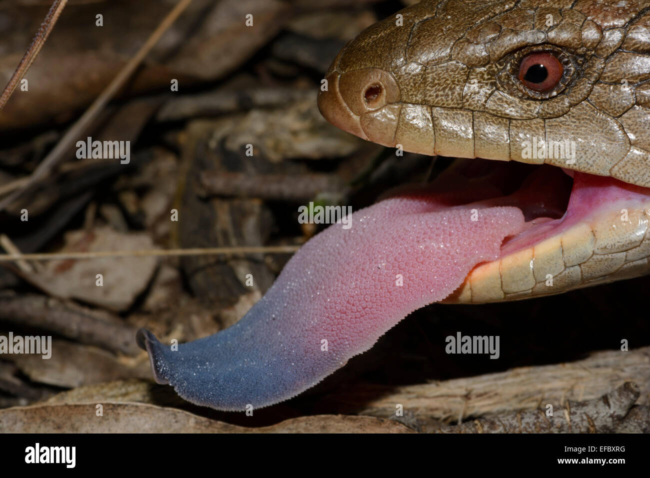 Langue bleue. Banque D'Images