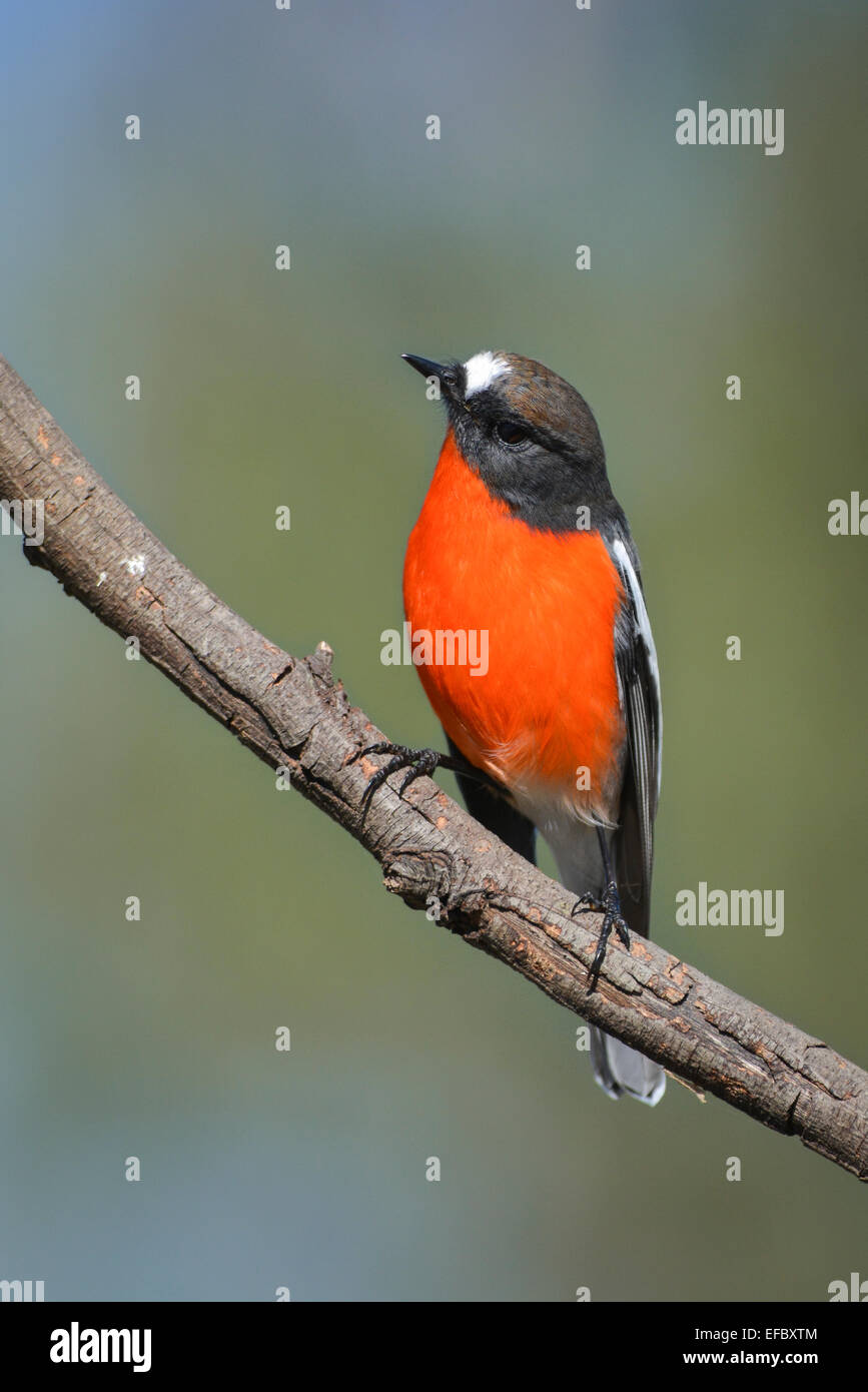 Robin de flamme. Banque D'Images