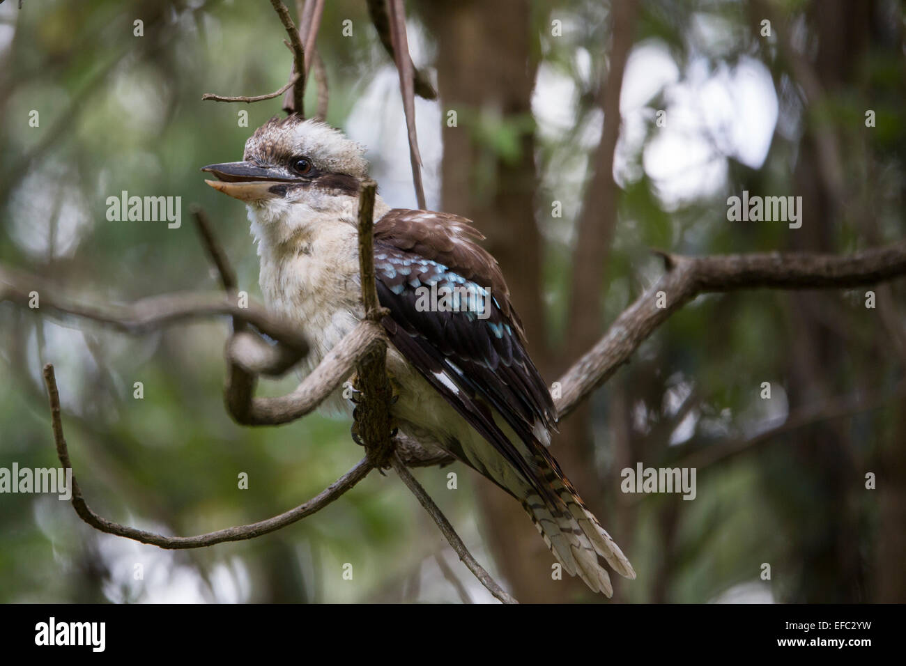 Kookaburra on tree branch Banque D'Images