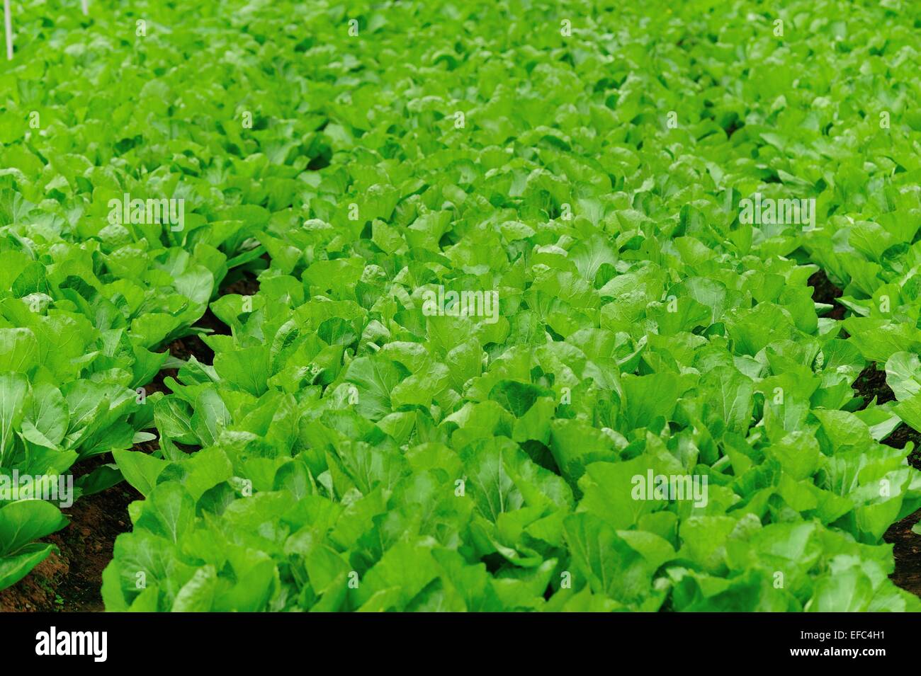 La croissance des plantes de moutarde feuille verte à garden Banque D'Images
