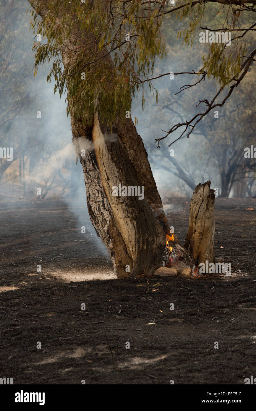 Une photographie d'un arbre en feu après un feu de brousse sur une ferme du centre de l'Australie à sec , de l'ouest. Banque D'Images