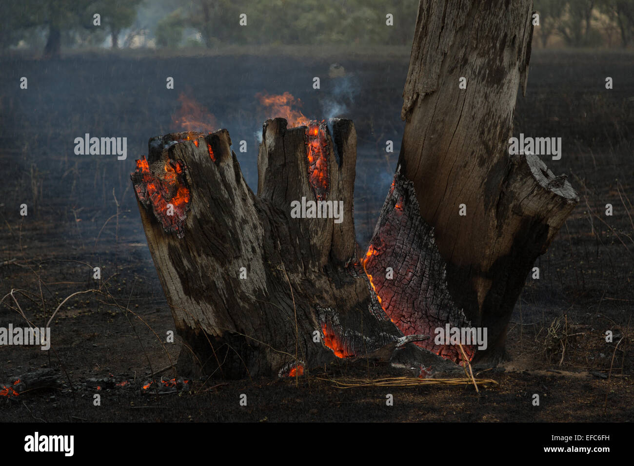 Une photographie d'un arbre en feu après un feu de brousse sur une ferme du centre de l'Australie à sec , de l'ouest. Banque D'Images