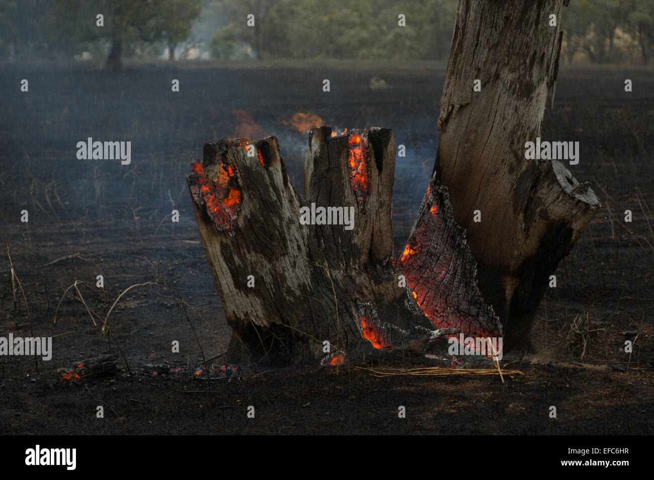 Une photographie d'un arbre en feu après un feu de brousse sur une ferme du centre de l'Australie à sec , de l'ouest. Banque D'Images