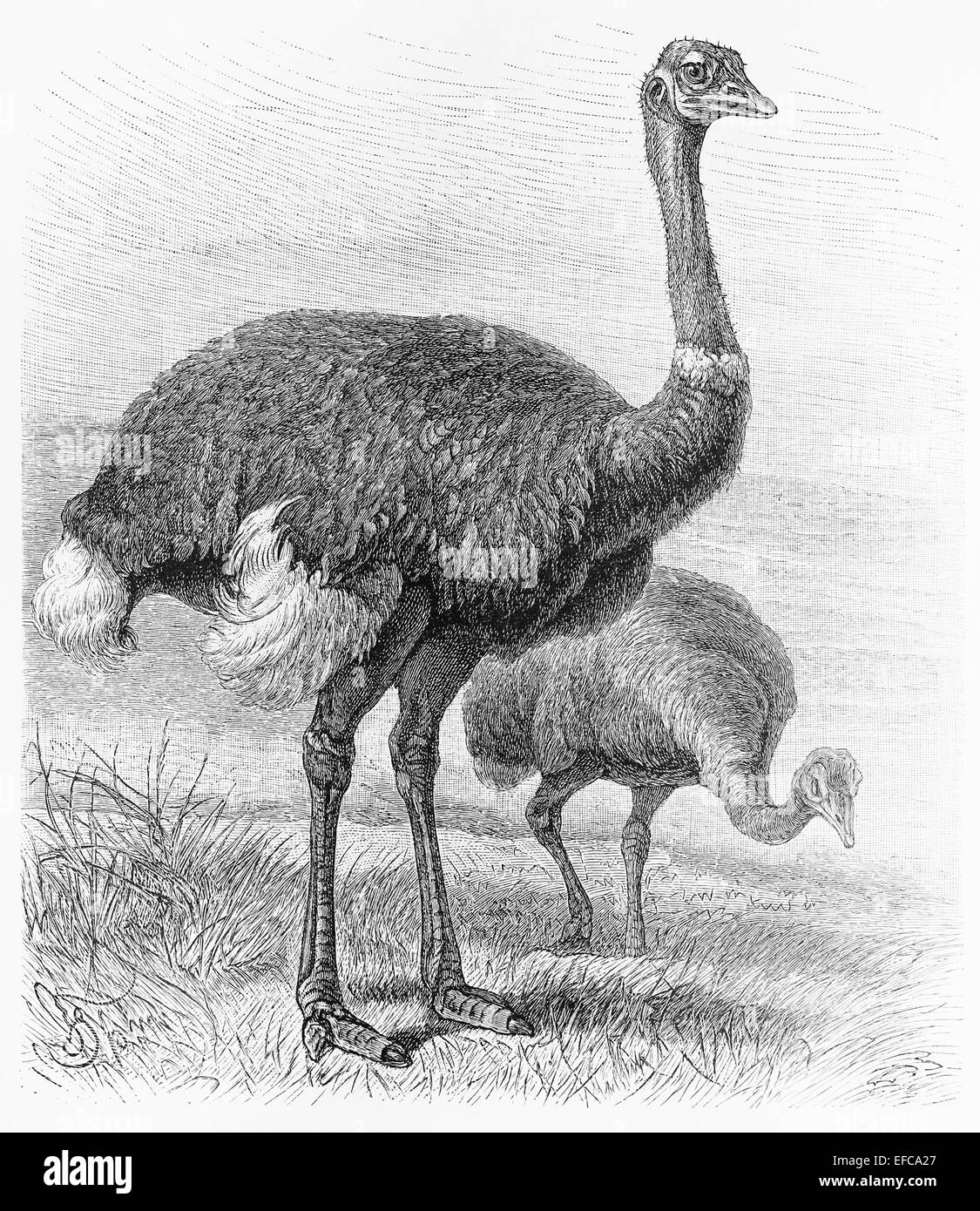 Dessin d'oiseau Autruche (Struthio camelus) à partir de la fin du 19ème siècle Banque D'Images
