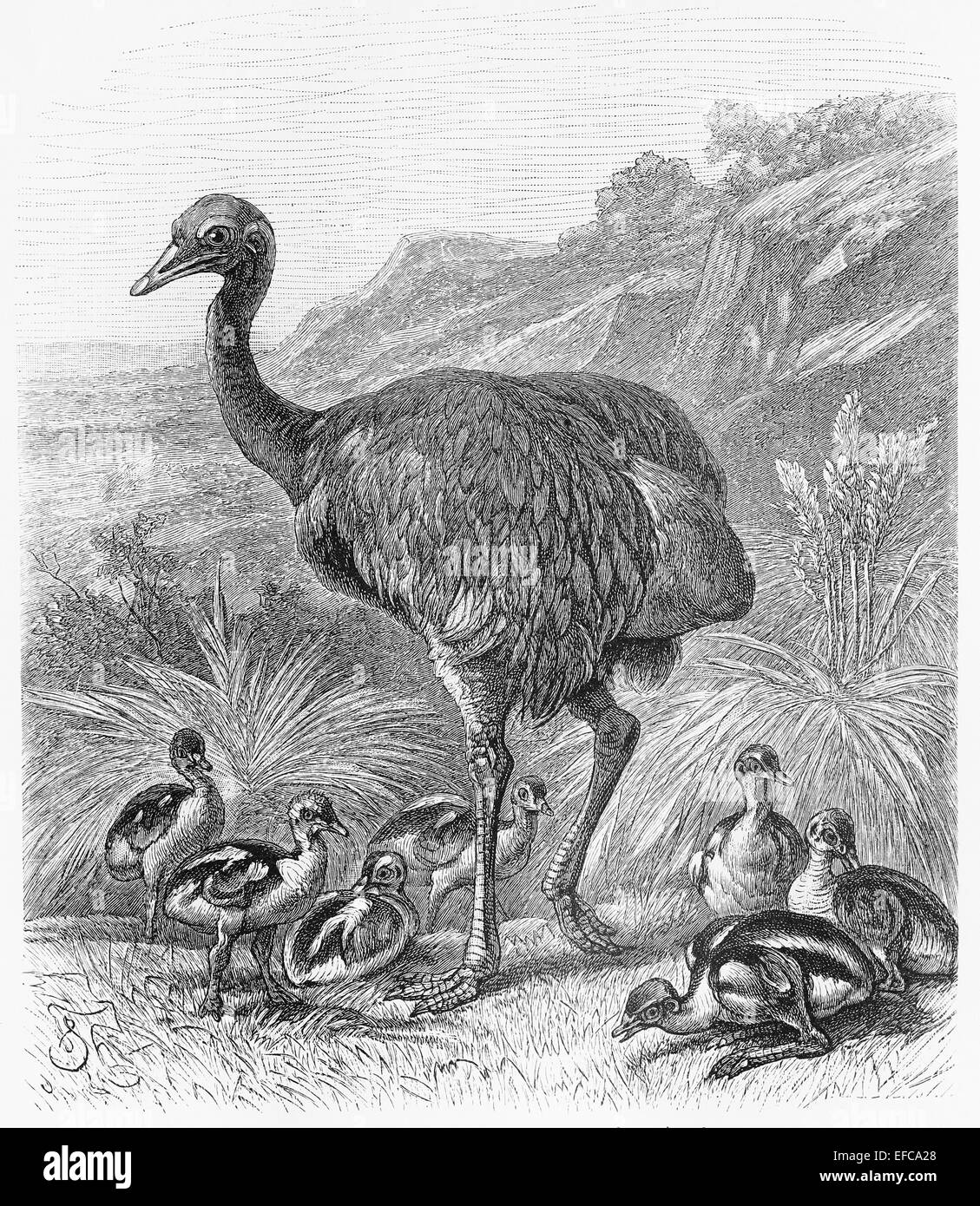 Dessin d'oiseaux Nandou (Rhea americana) à partir de la fin du 19ème siècle Banque D'Images