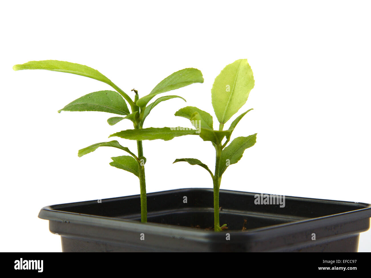 Peu de végétaux de citrus croissant dans une casserole noir isolé sur fond blanc Banque D'Images