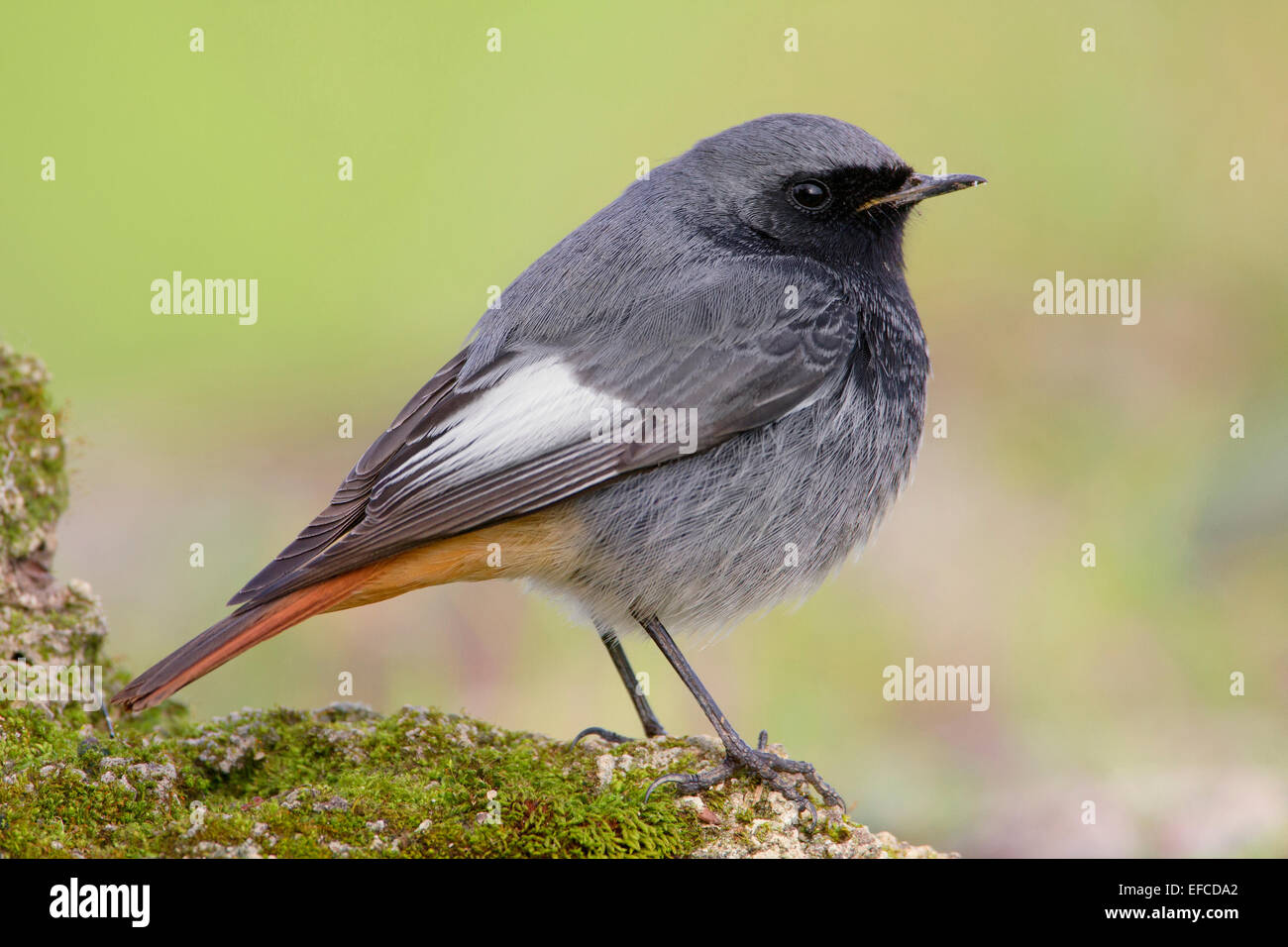 Rougequeue Noir Male Photo Stock Alamy