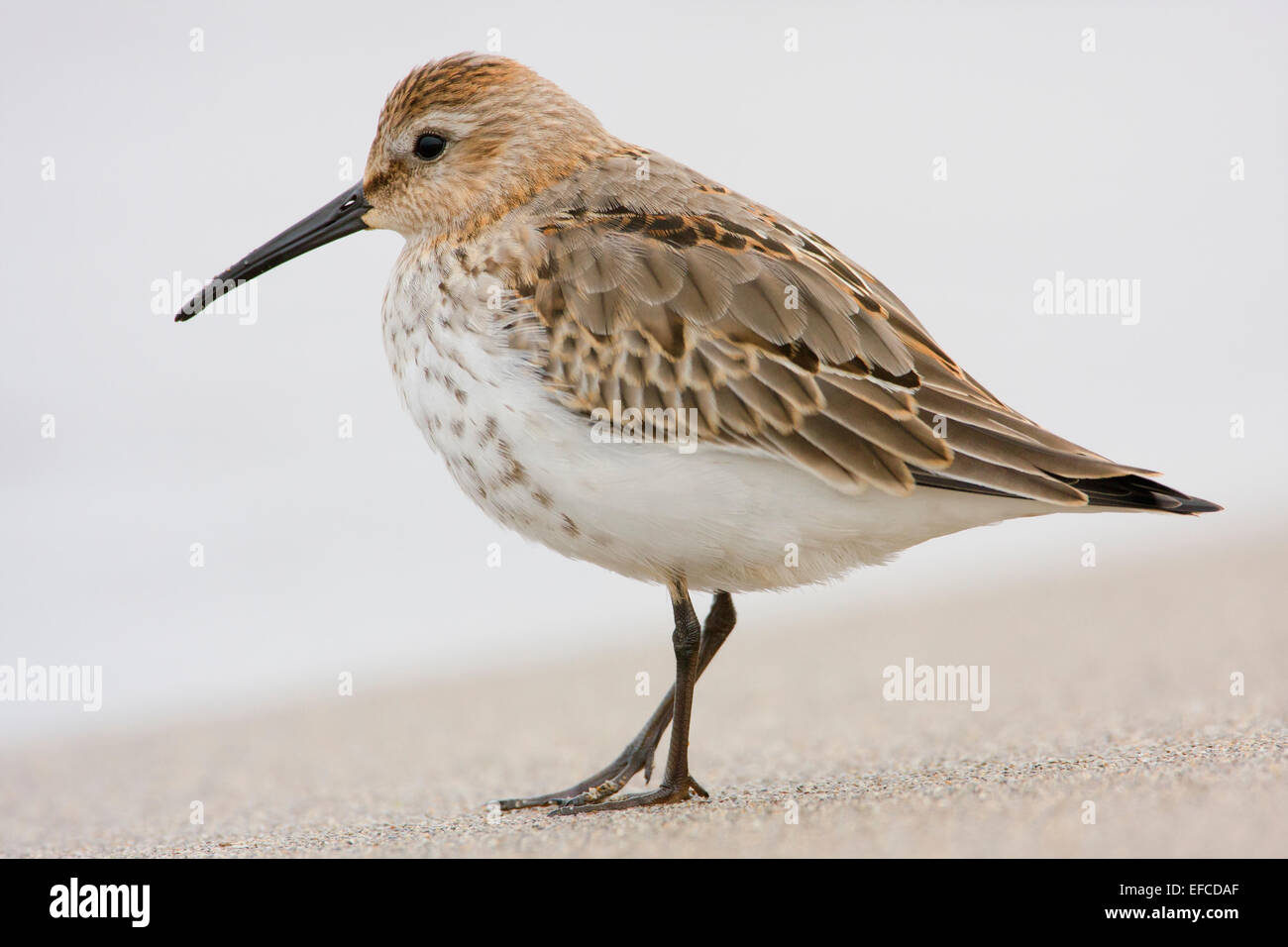 Bécasseau variable ; Banque D'Images