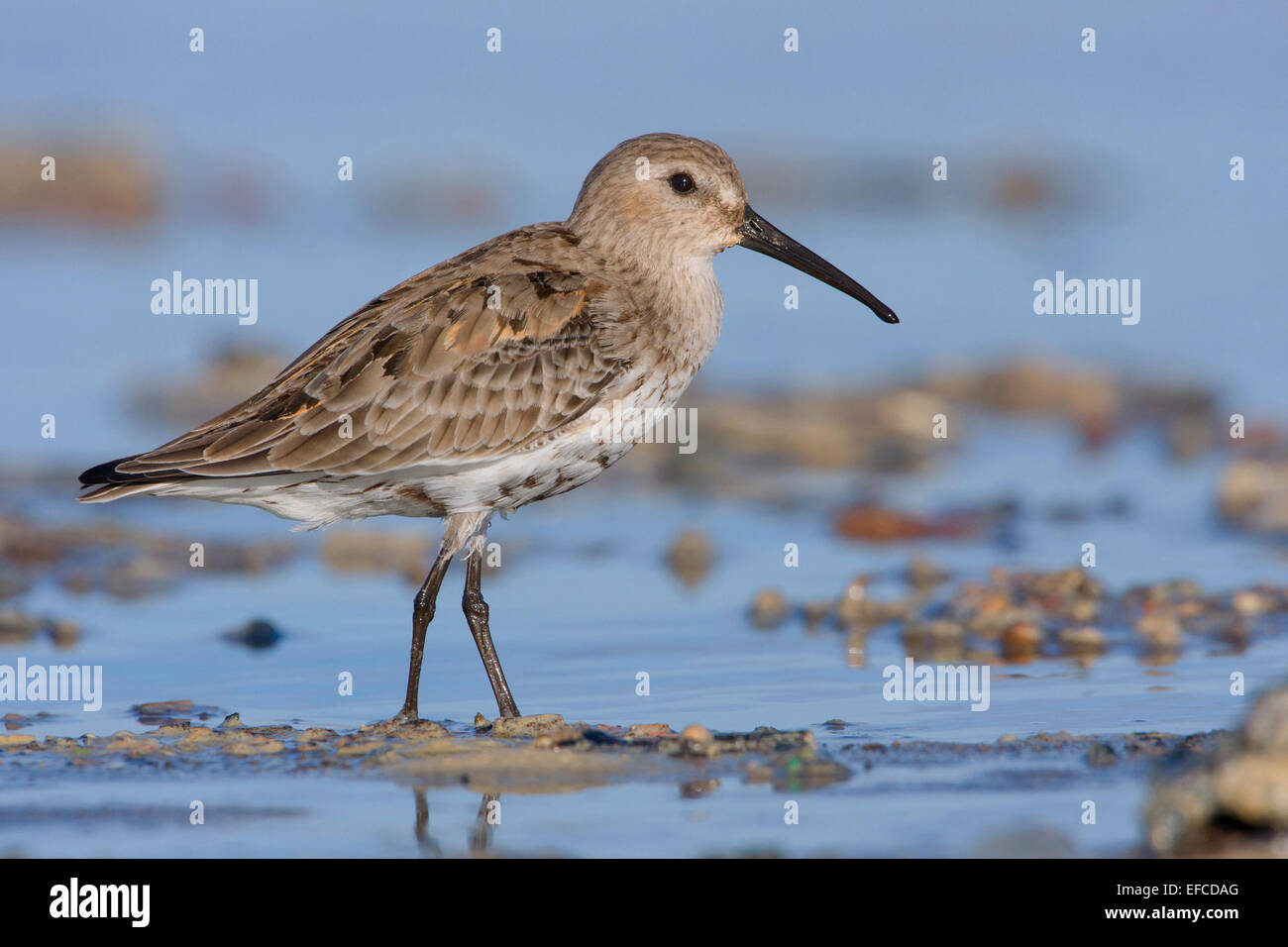 Bécasseau variable ; Banque D'Images
