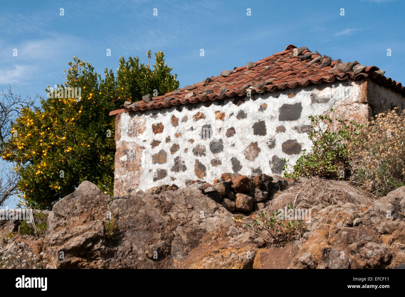 Comme dans de nombreuses régions subtropicales orangers poussent bien à La Palma. Orangenbäume wachsen im subtropischen Klima La Palmas. Banque D'Images