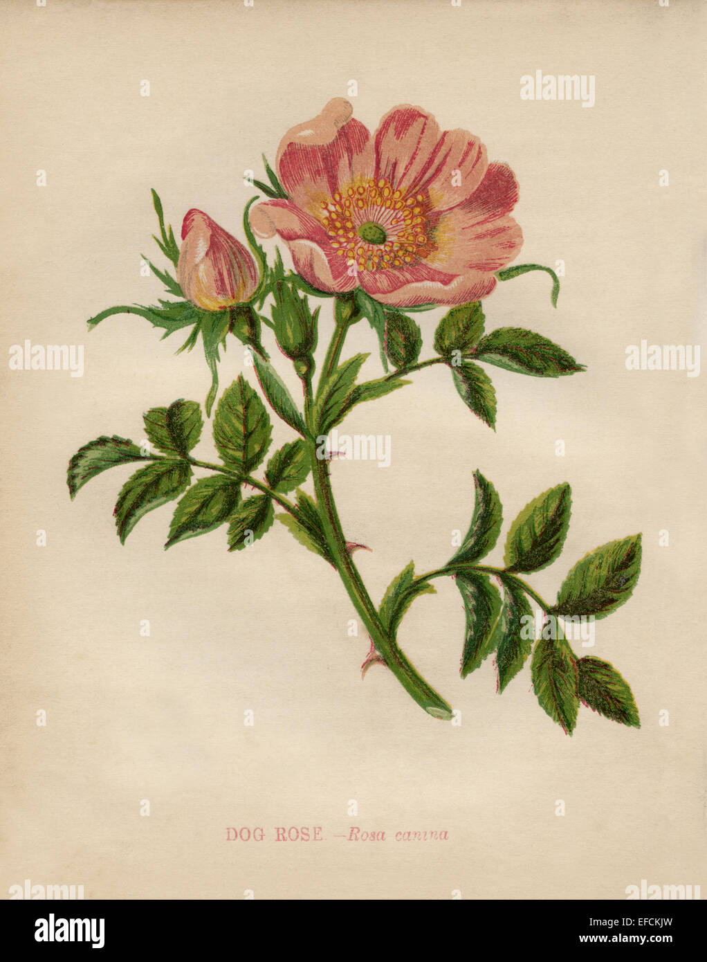 Dog Rose (rosa canina) chromolithographie Artiste : Anne Pratt "Fleurs sauvages"1852 Banque D'Images