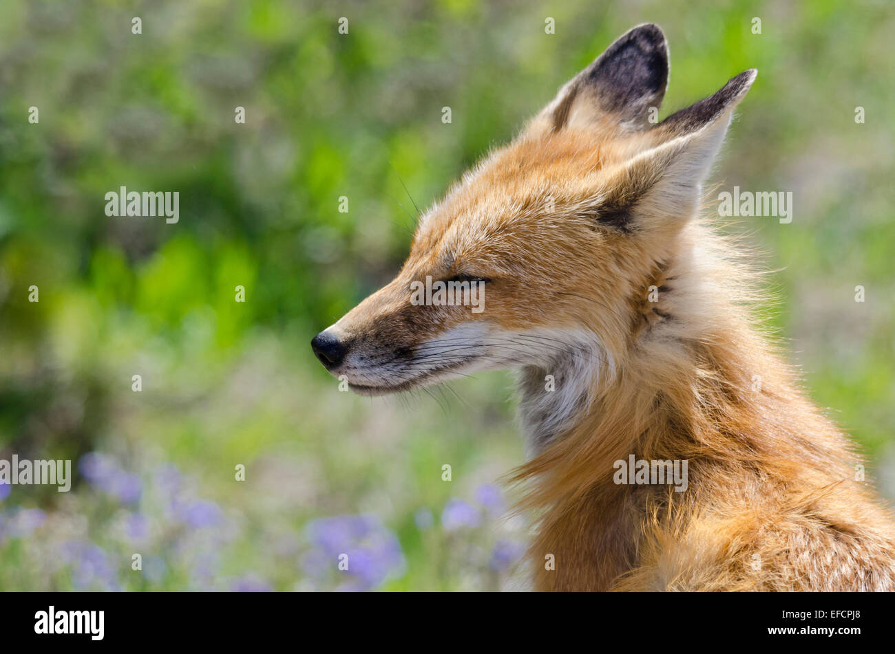 Le renard roux (Vulpes vulpes) mère veillant sur ses jeunes (hors droit). Banque D'Images