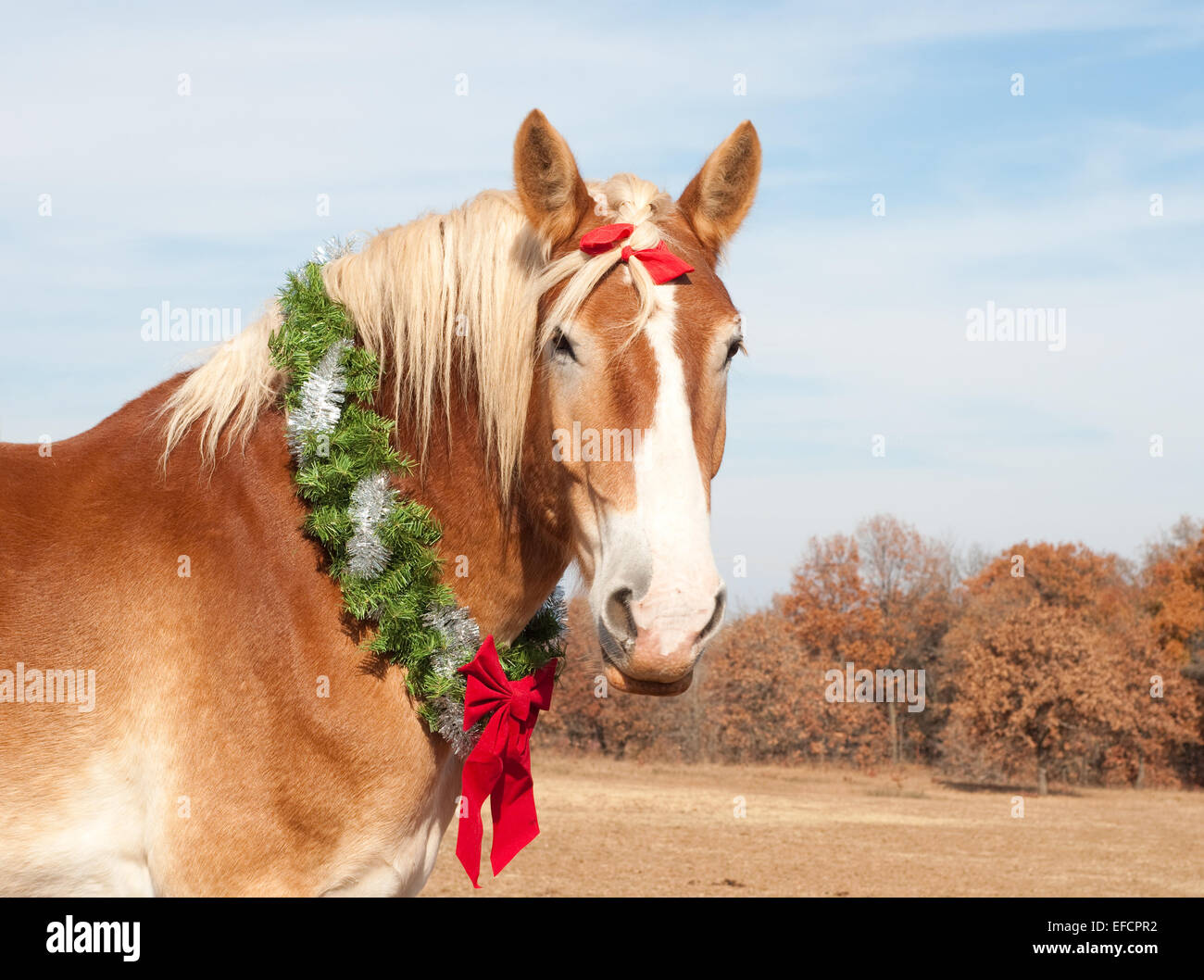 Cheval de Trait Belge avec une couronne de Noël le spectateur regarde fièrement Banque D'Images
