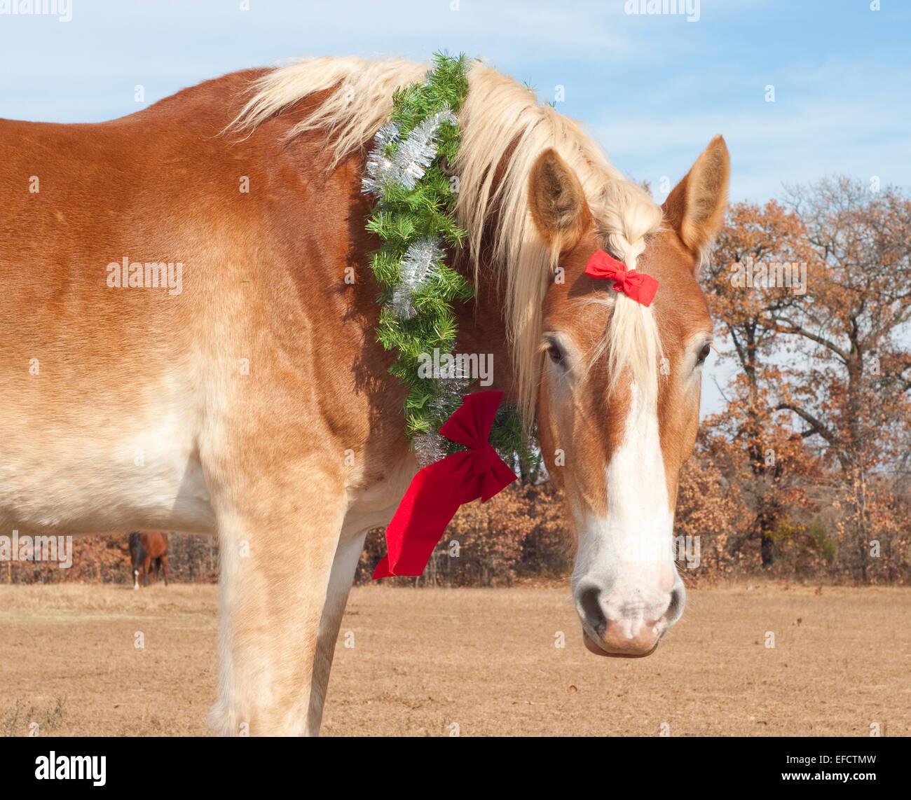 Adorable cheval de trait belge portant une couronne de Noël et un arc dans sa crinière, regardant le spectateur vers le bas bas Banque D'Images