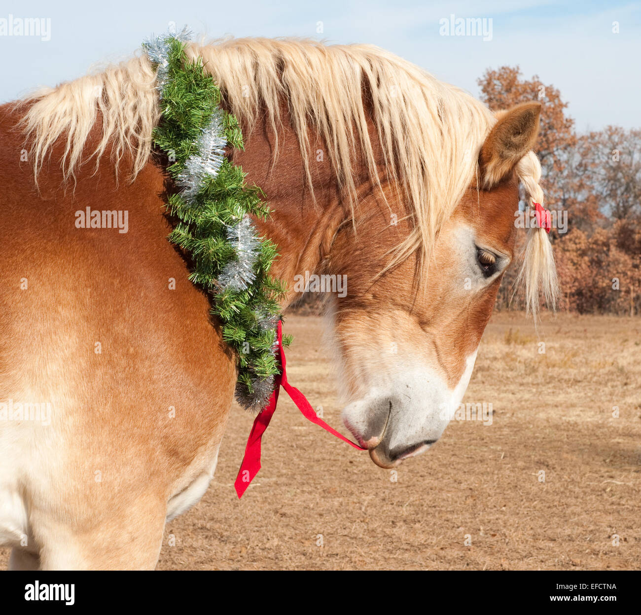 Cheval de Trait Belge tirant son arc rouge de sa couronne de Noël avec sa bouche Banque D'Images