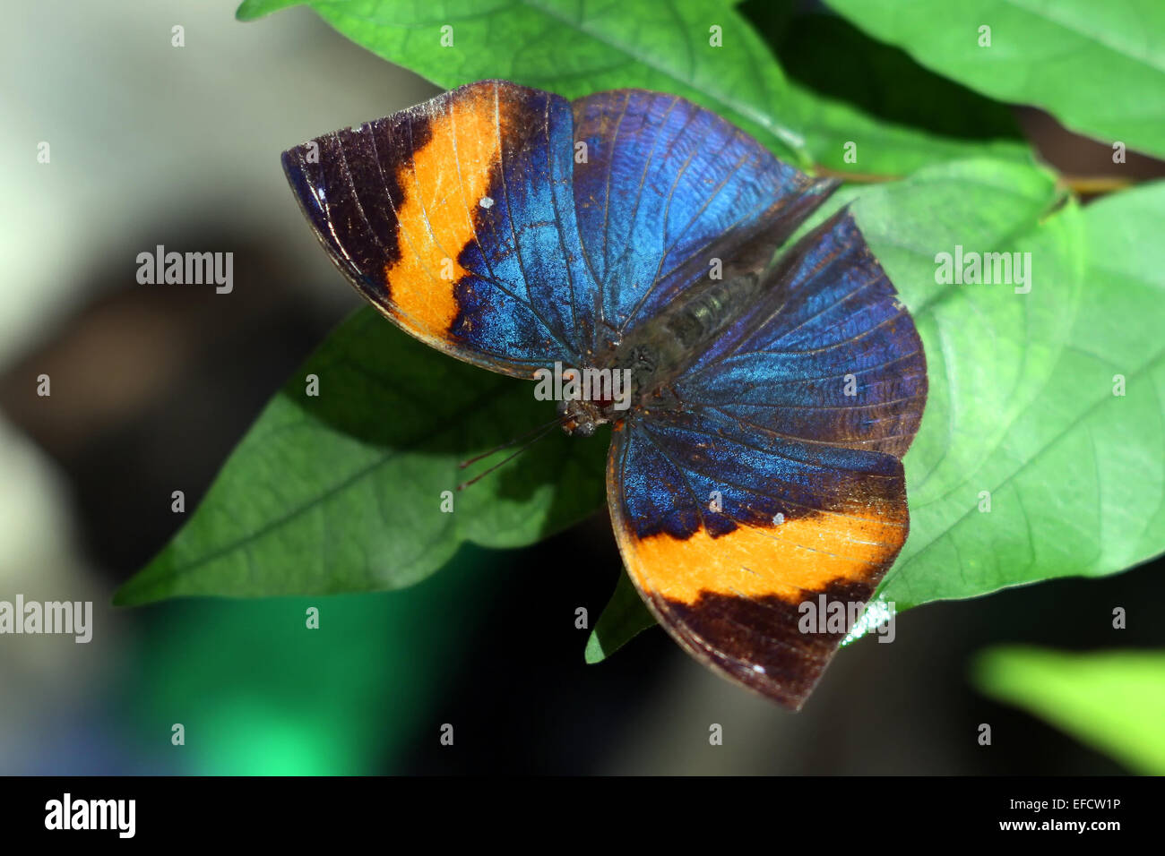 Beau papillon dans le parc naturel Banque D'Images