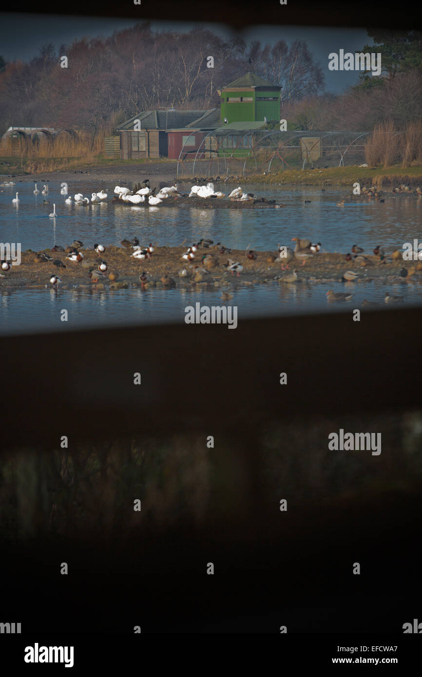 L'observation des oiseaux de la faune au Martin simple Banque D'Images