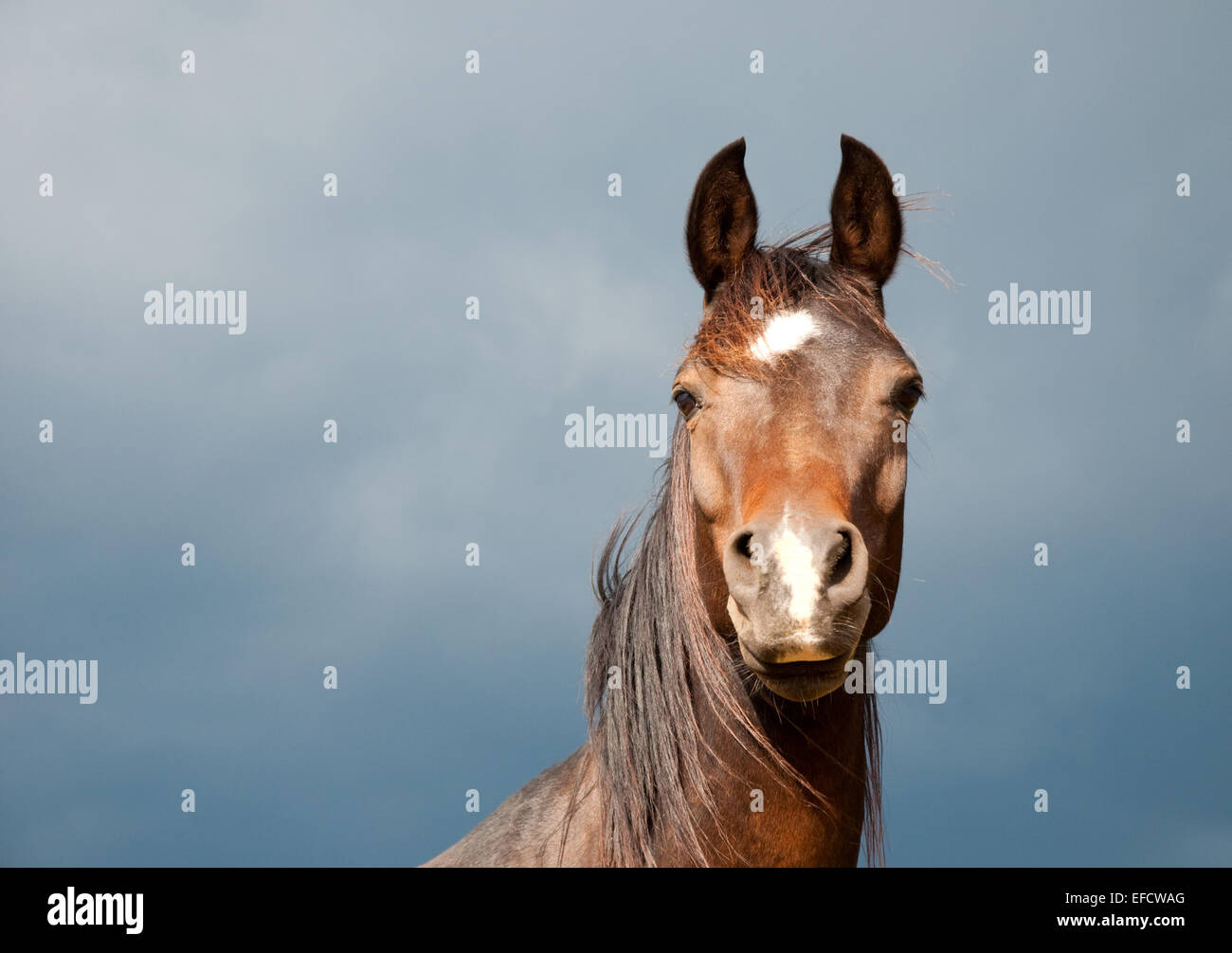 Baie de Beau cheval arabe avec ses oreilles dressées contre les nuages orageux Banque D'Images