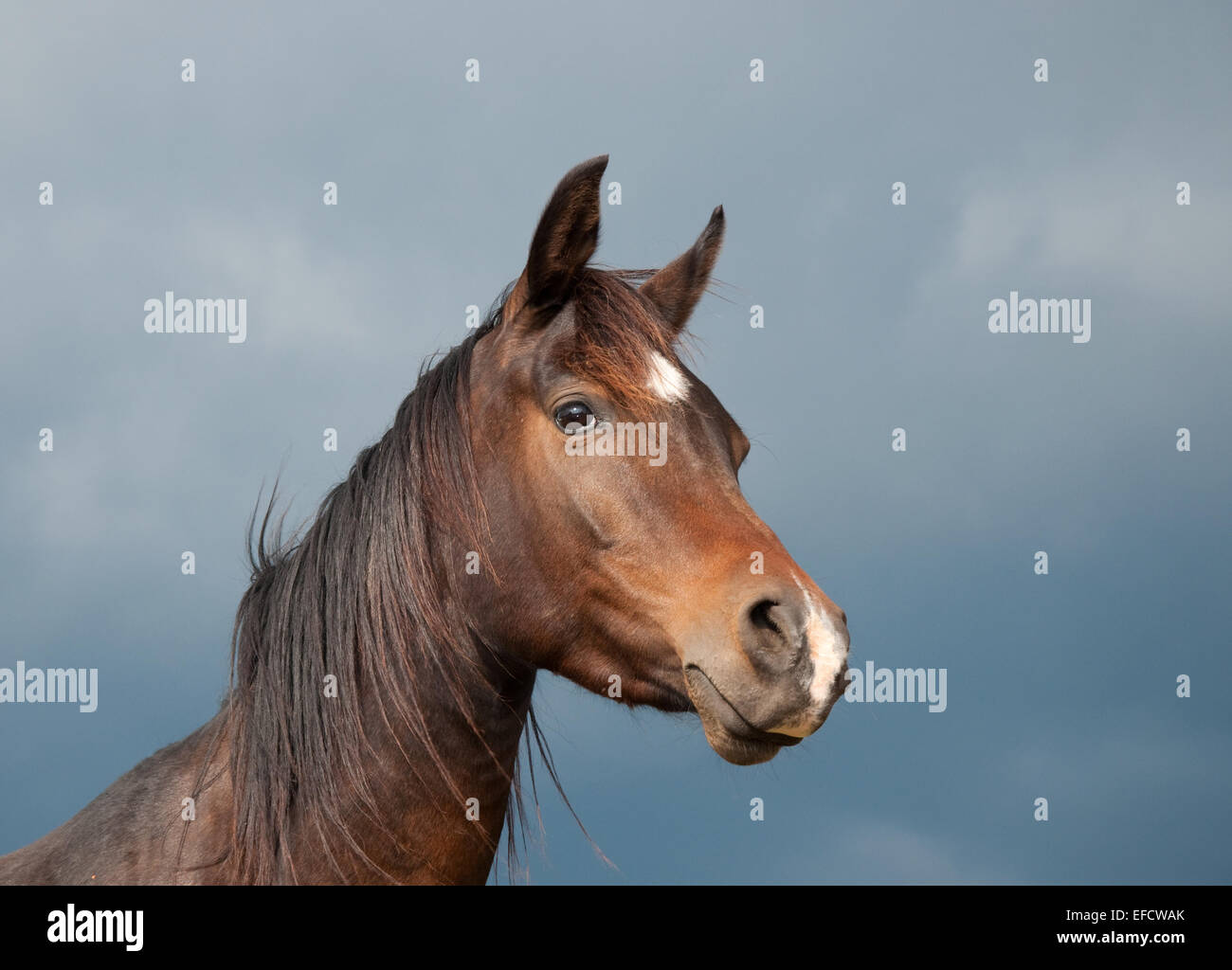 Belle Baie foncé cheval arabe contre un ciel orageux Banque D'Images