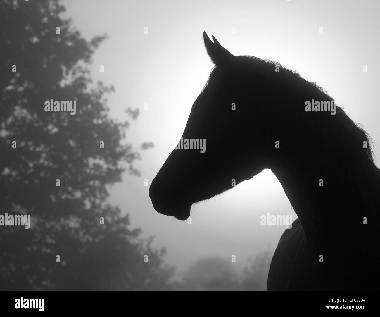 Belle image d'un cheval arabe raffiné's profile contre un épais brouillard et le lever du soleil, en noir et blanc Banque D'Images