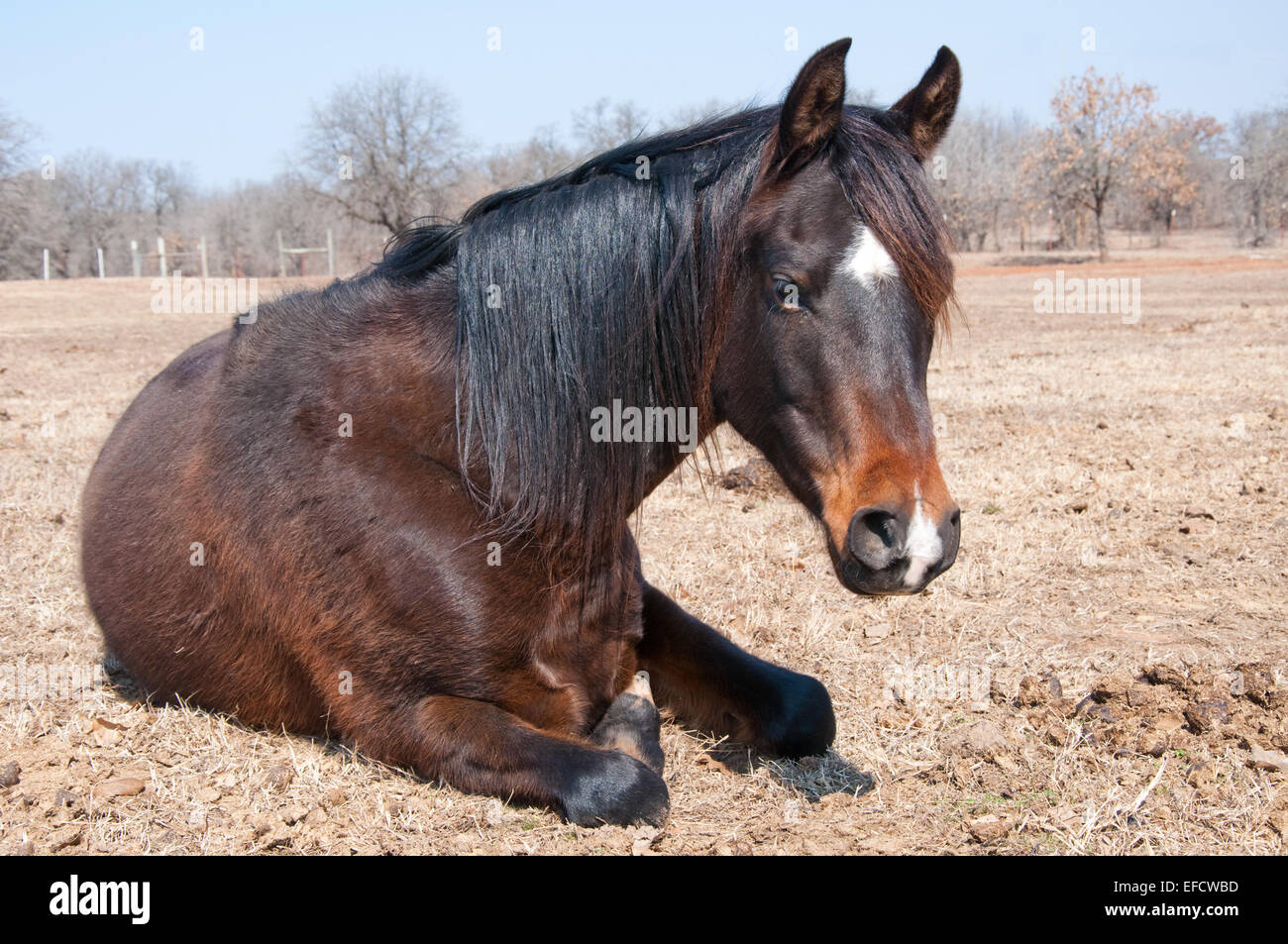 The Bay horse dans son manteau d'hiver en tenant un pan de midi dans les  pâturages Photo Stock - Alamy
