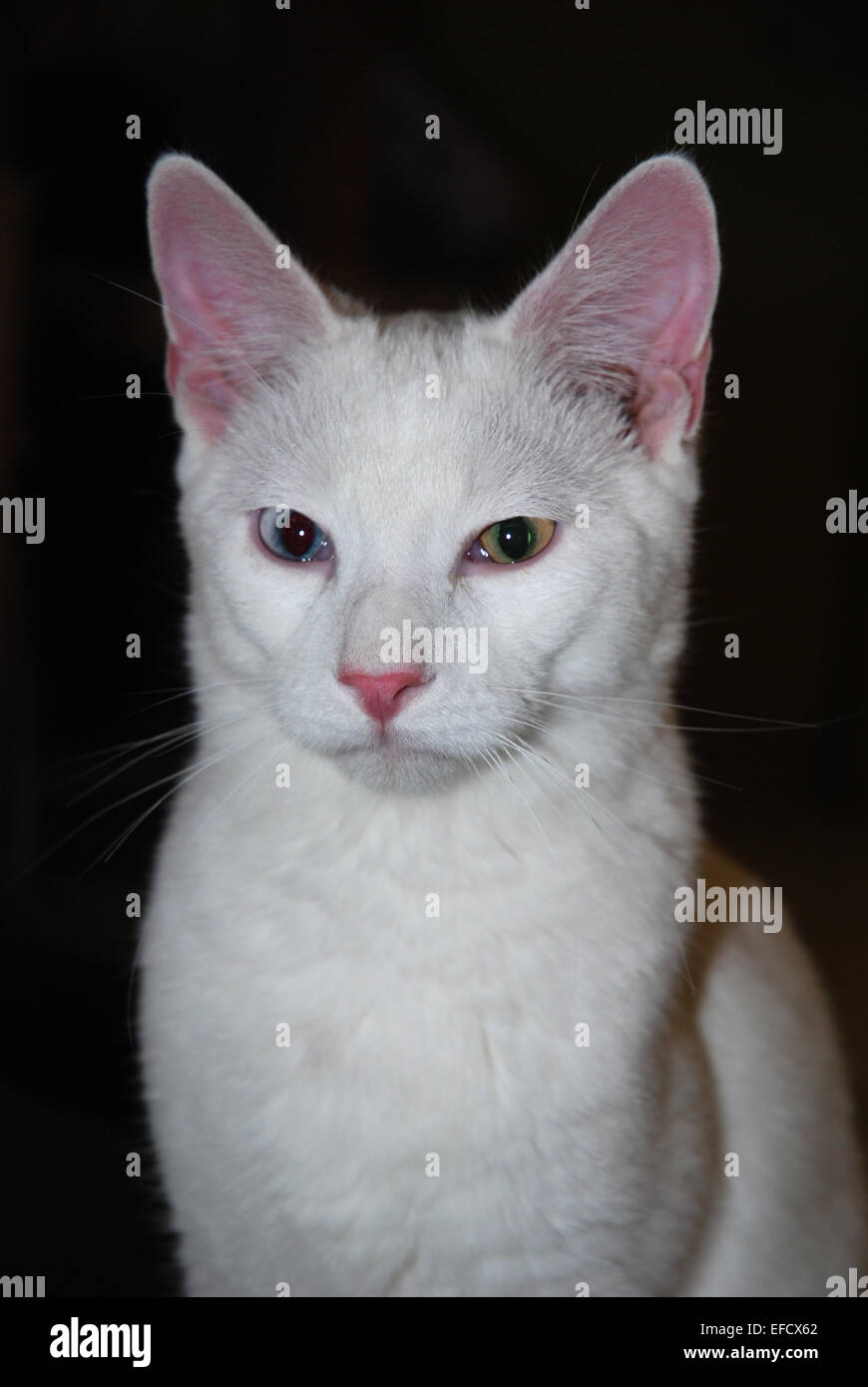 Chat blanc aux yeux impairs assis sur fond noir Banque D'Images