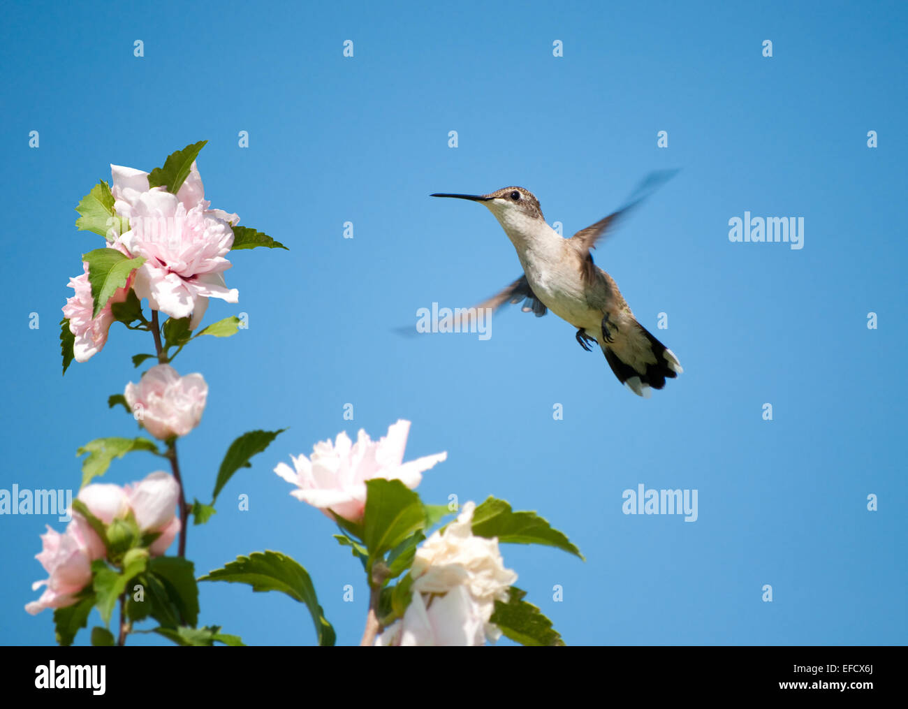 Petit Colibri femelle planant, qui s'apprête à se nourrir sur une fleur Althea Banque D'Images