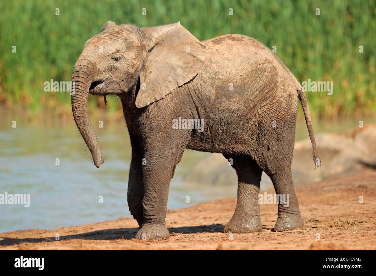 Un éléphant d'Afrique (Loxodonta africana) à un point d'Addo Elephant National Park, Afrique du Sud Banque D'Images