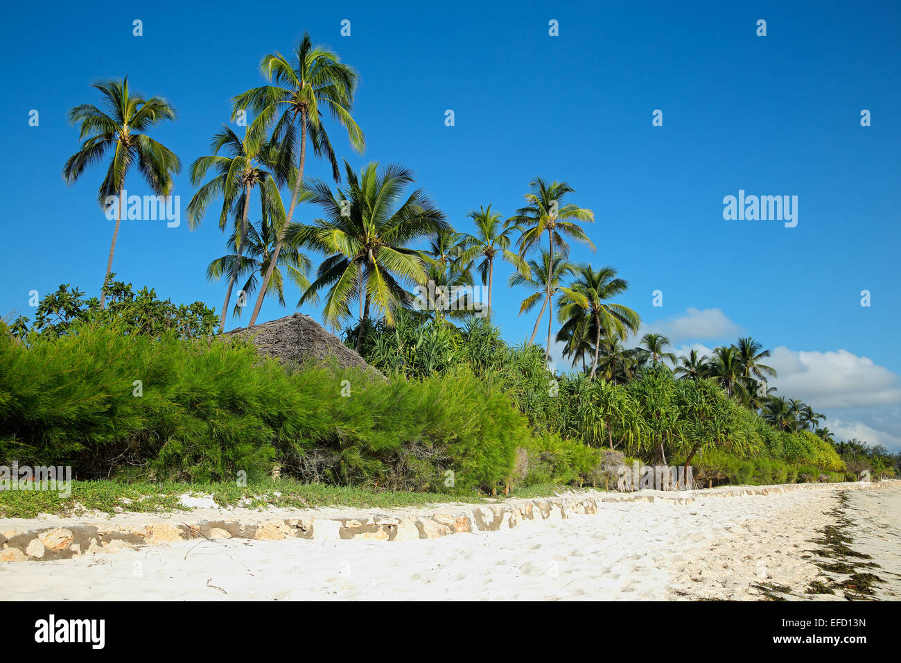 Sable blanc et palmiers sur une plage tropicale de l'île de Zanzibar ...