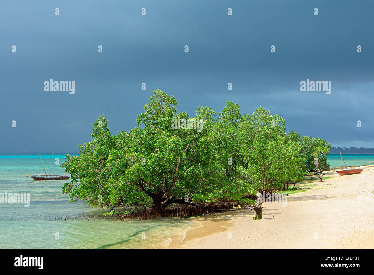 Les palétuviers et de nuages de pluie sur la côte tropicale de l'île de Zanzibar Banque D'Images