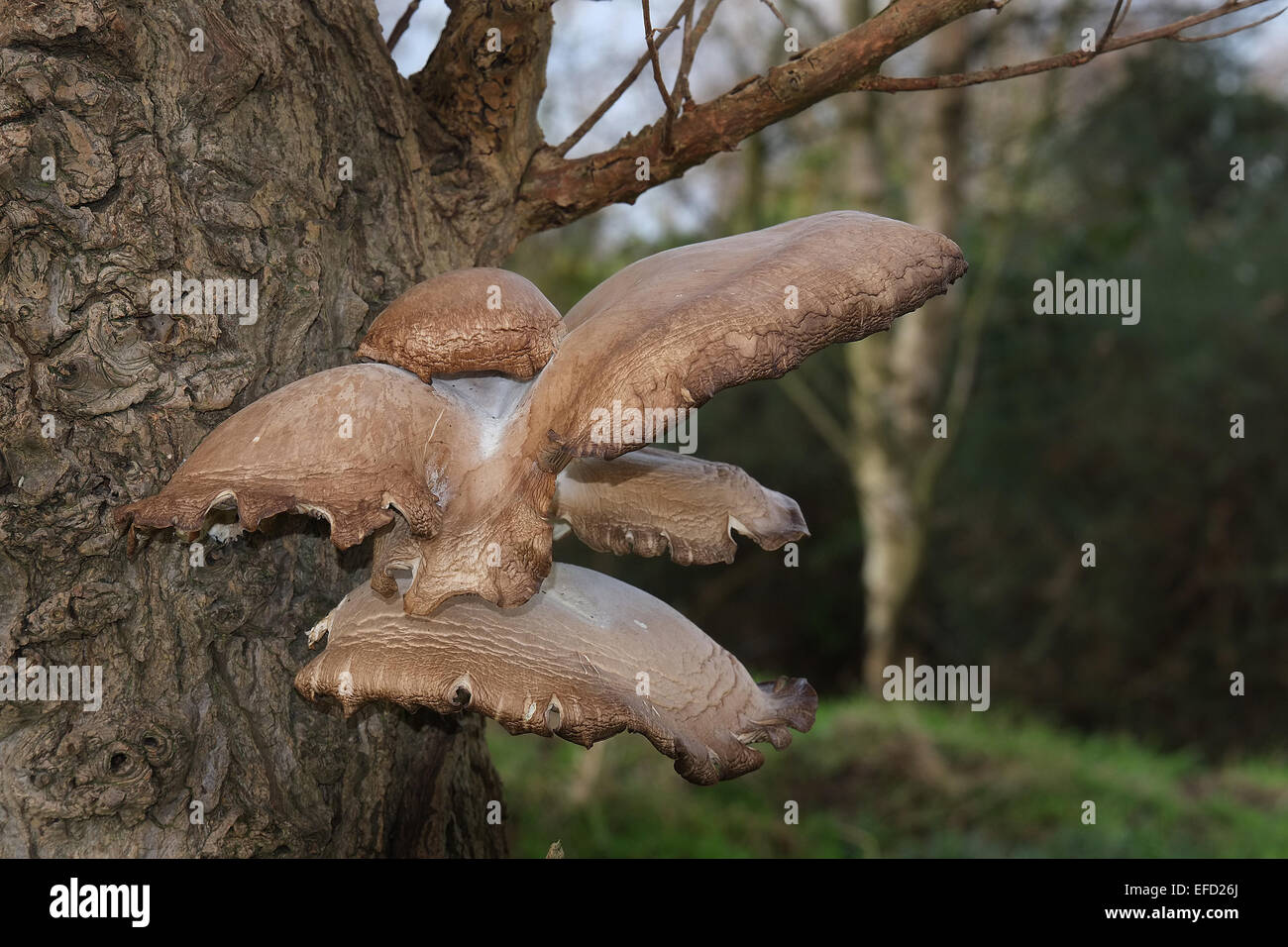 Champignon sur arbre mort. Banque D'Images
