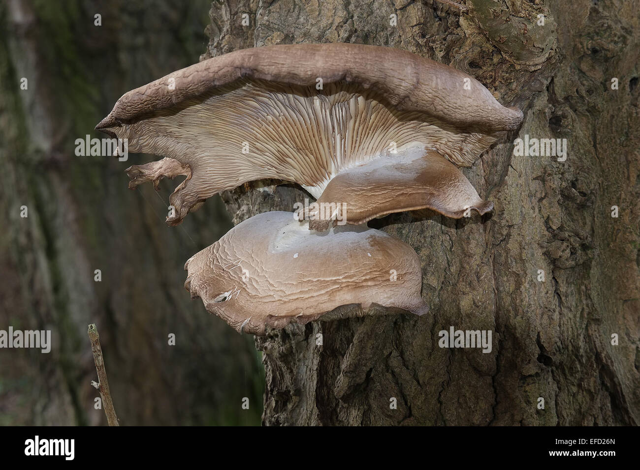 Champignon sur arbre mort. Banque D'Images