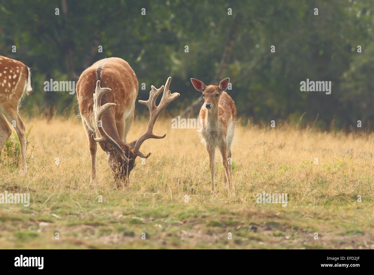 Troupeau de cerfs en jachère ( Dama ) le pâturage dans le clearing Banque D'Images