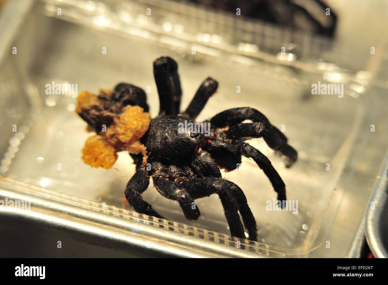 À Spider Nightmarket, Bangkok, Thaïlande. Banque D'Images